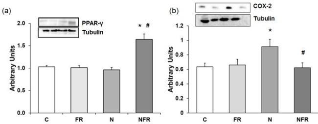 PPAR gamma Antibody in Western Blot (WB)