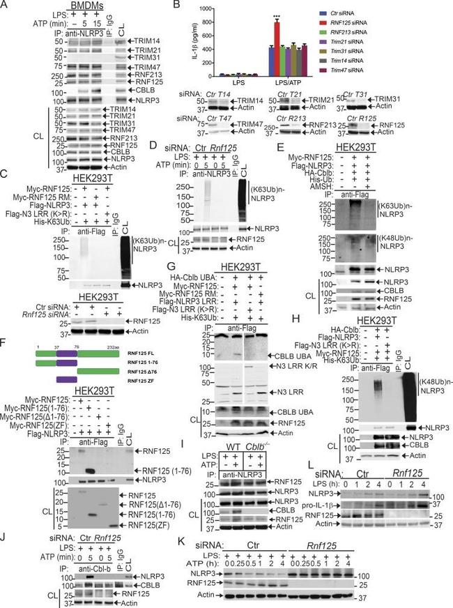 c-Myc Antibody in Western Blot (WB)