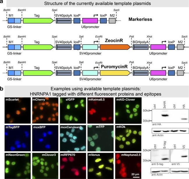 S-peptide Epitope Tag Antibody in Western Blot (WB)