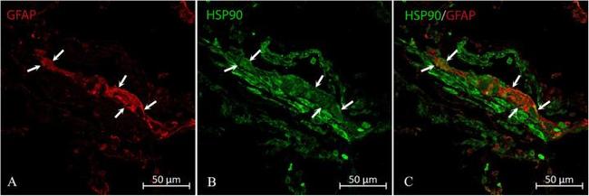 HSP90 alpha Antibody in Immunohistochemistry (Frozen) (IHC (F))