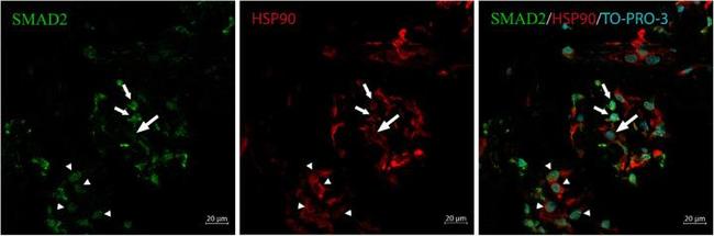 HSP90 alpha Antibody in Immunohistochemistry (Frozen) (IHC (F))