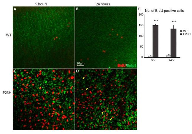 BrdU Antibody in Immunohistochemistry (Frozen) (IHC (F))