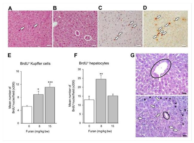 BrdU Antibody in Immunohistochemistry (IHC)