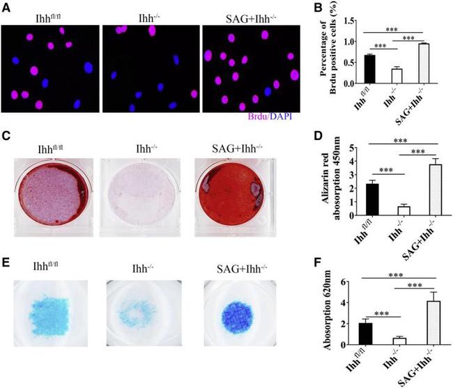 BrdU Antibody in Immunocytochemistry (ICC/IF)