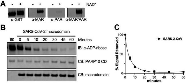 GST Tag Antibody in Western Blot (WB)