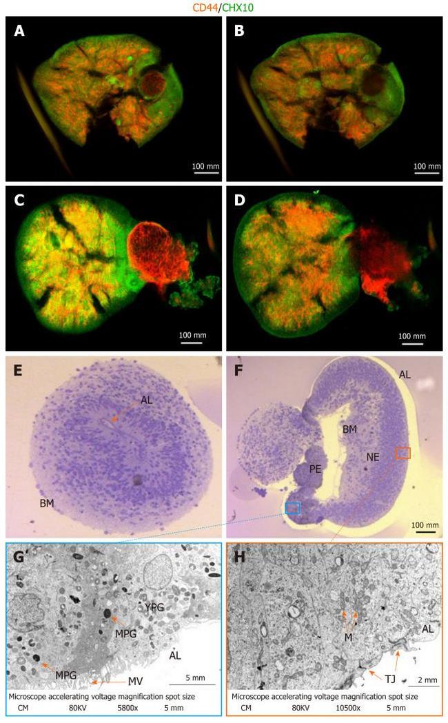 CD44 Antibody in Immunocytochemistry (ICC/IF)