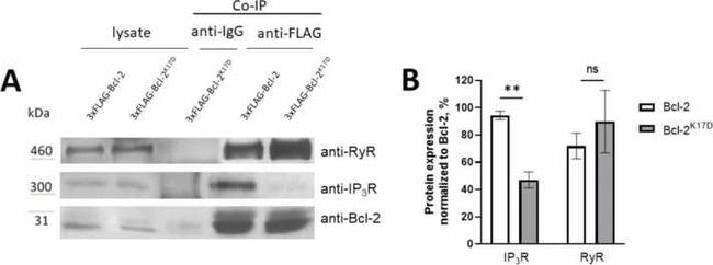 Bcl-2 Antibody in Western Blot (WB)