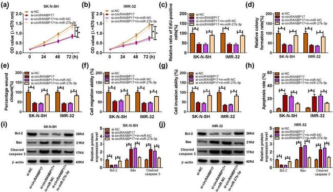 Caspase 3 (Cleaved Asp175) Antibody in Western Blot (WB)