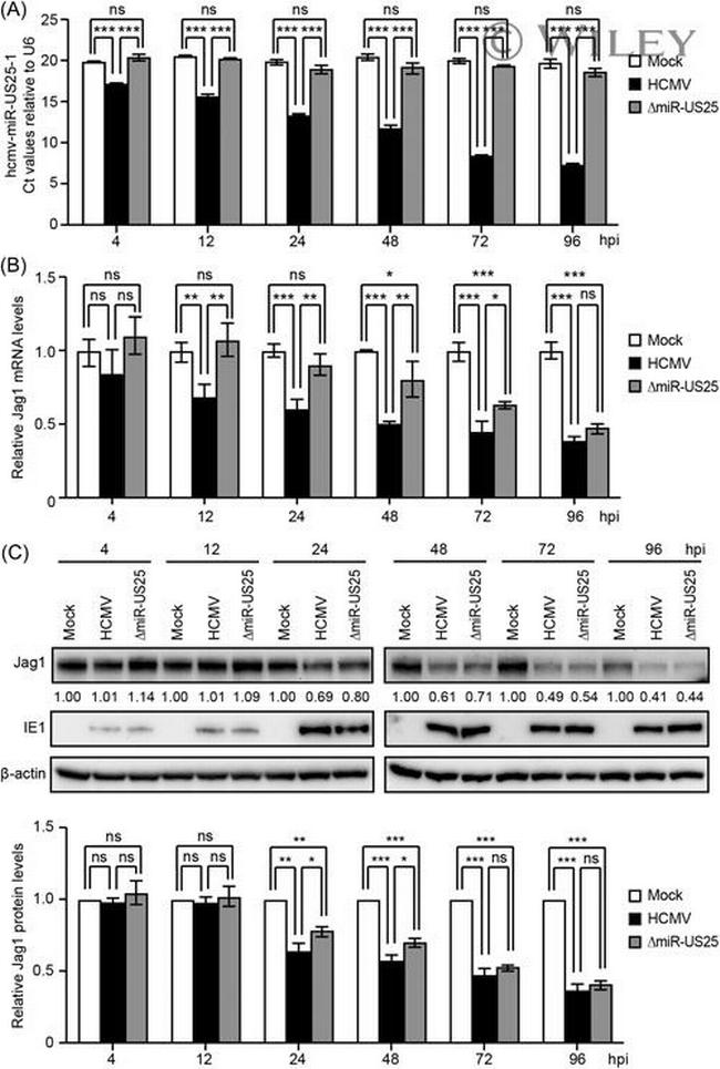 Actin Antibody in Western Blot (WB)