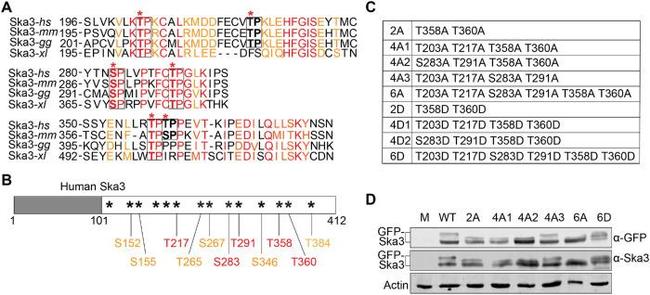 Actin Antibody in Western Blot (WB)