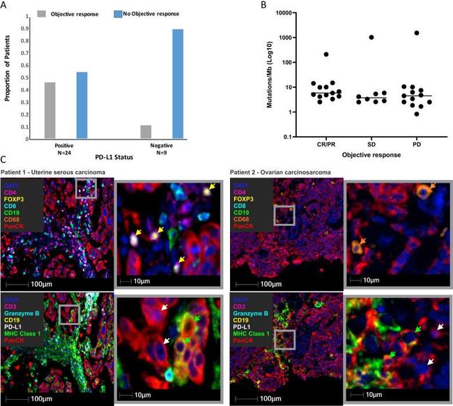 CD68 Antibody in Immunohistochemistry (IHC)