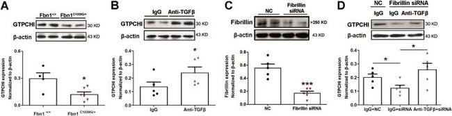 Fibrillin 1 Antibody in Western Blot (WB)