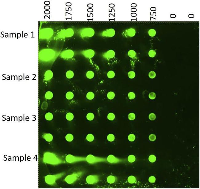 Tau Antibody in Dot Blot (DB)