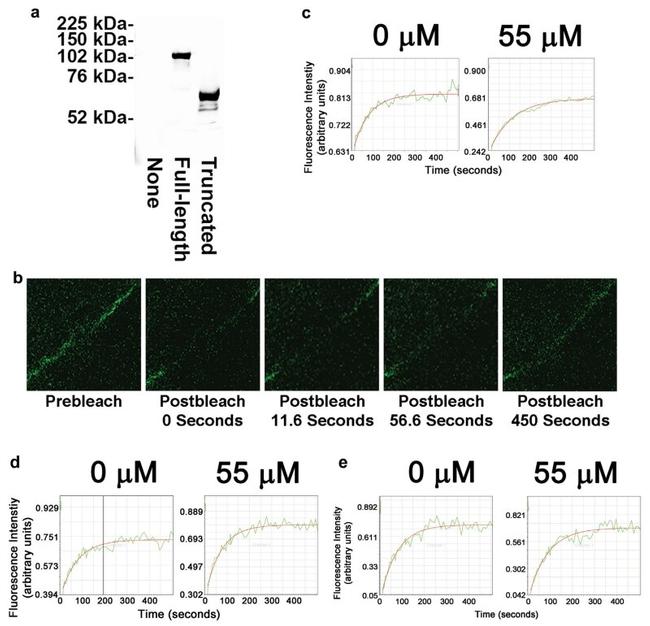 Occludin Antibody in Western Blot, Immunocytochemistry (WB, ICC/IF)