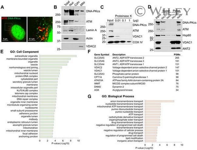 DNA-PK Antibody in Western Blot (WB)