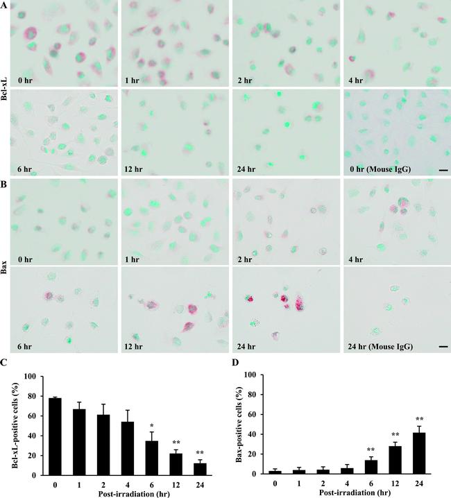 Bax Antibody in Immunocytochemistry (ICC/IF)