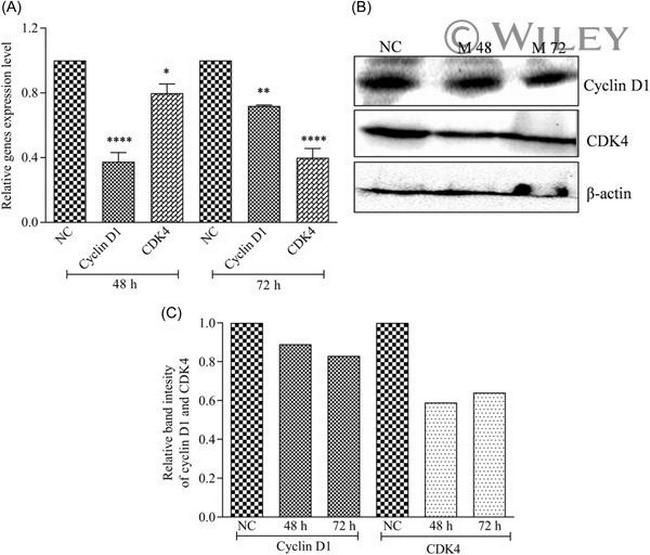 Cyclin D1 Antibody in Western Blot (WB)