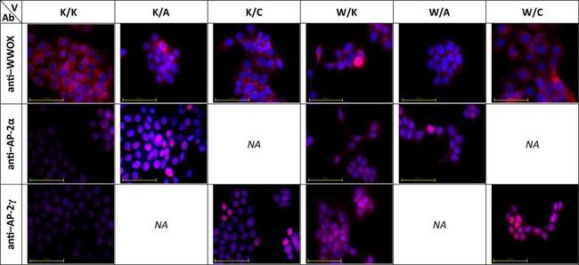 WWOX Antibody in Immunocytochemistry (ICC/IF)