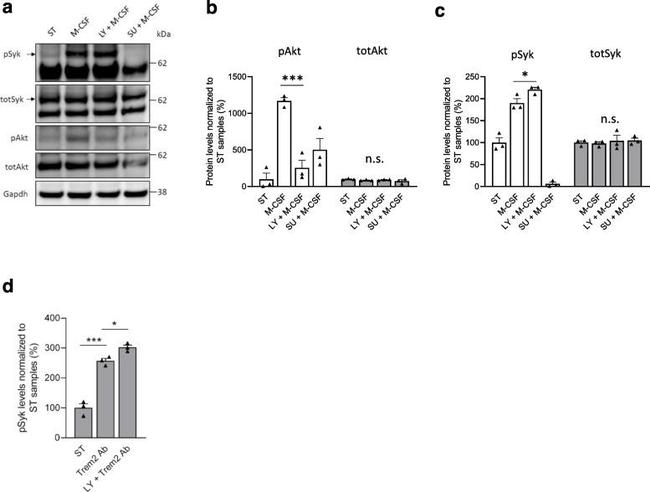 Phospho-Syk (Tyr525, Tyr526) Antibody in Western Blot (WB)