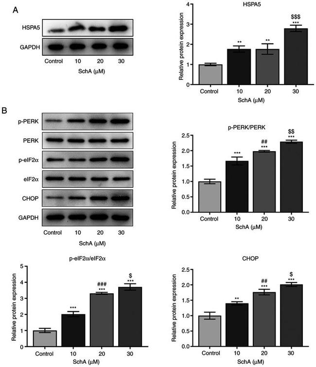 Phospho-PERK (Thr980) Antibody in Western Blot (WB)