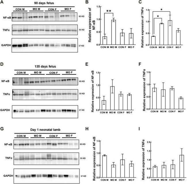 TNF alpha Antibody in Western Blot (WB)