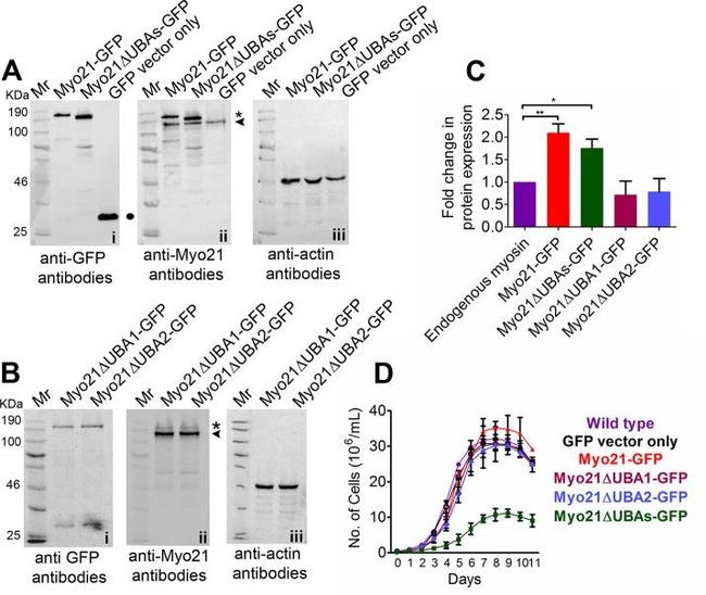 GFP Antibody in Western Blot (WB)