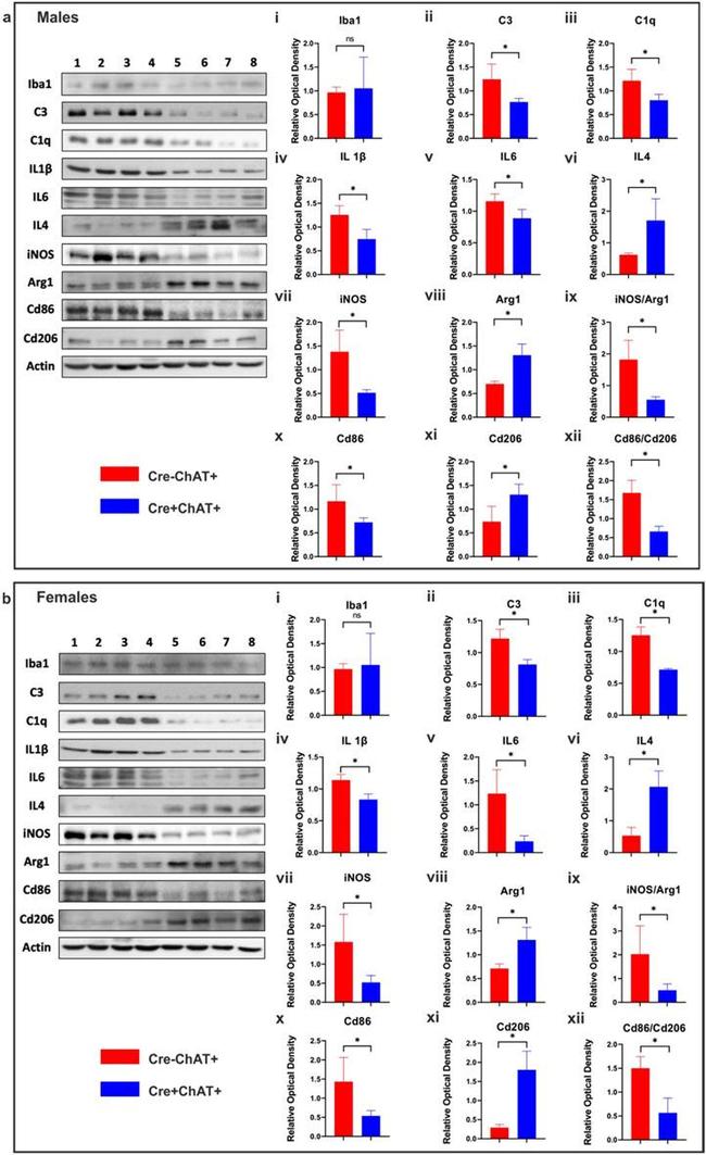 iNOS Antibody in Western Blot (WB)