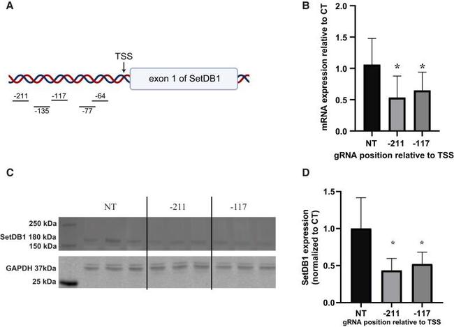 SETDB1 Antibody in Western Blot (WB)