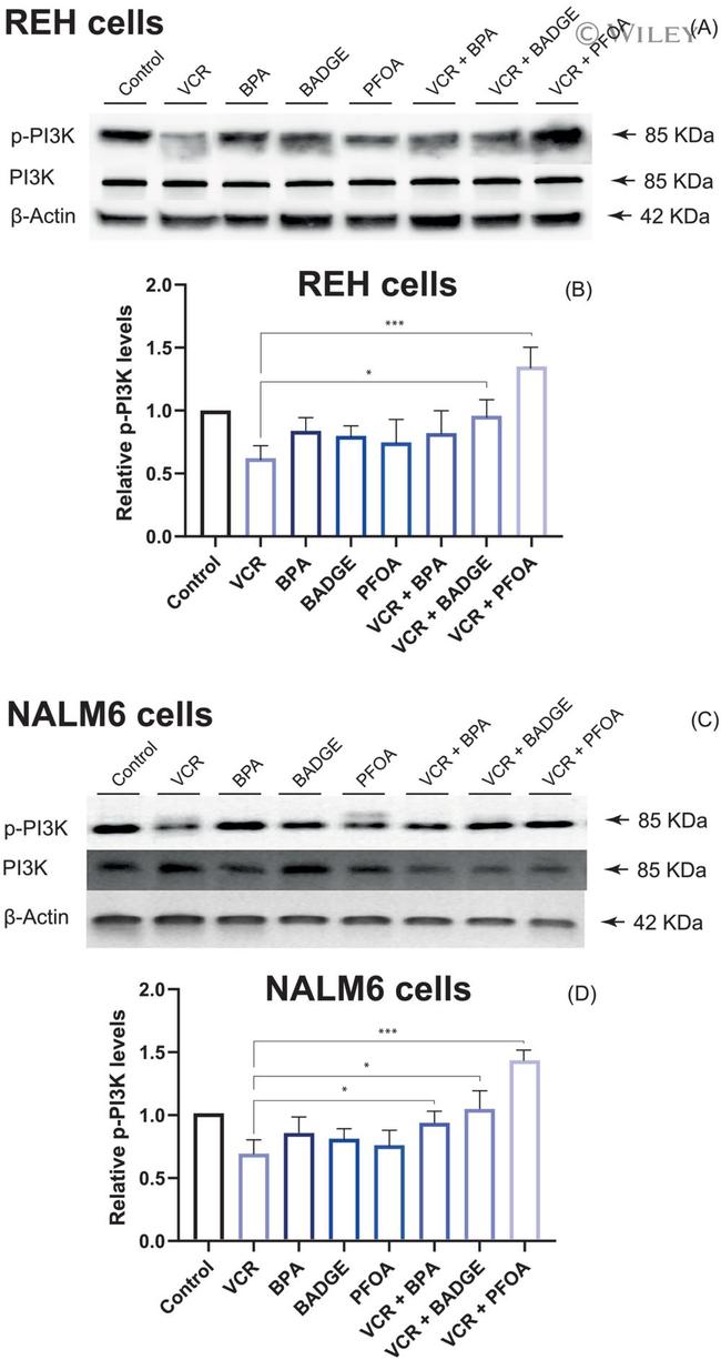 beta Actin Antibody in Western Blot (WB)