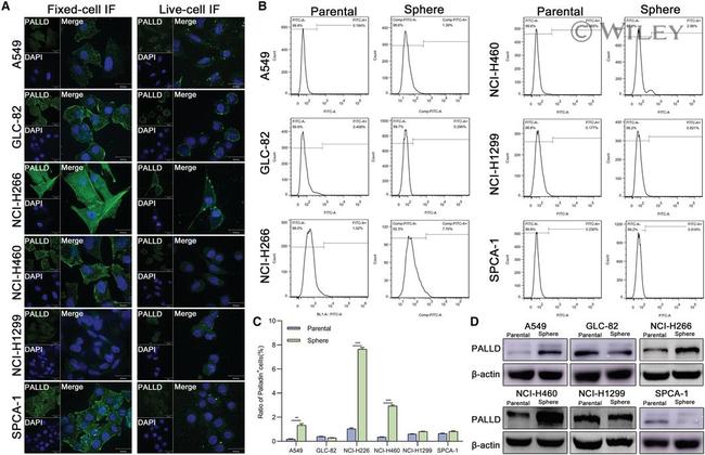 Palladin Antibody in Flow Cytometry (Flow)