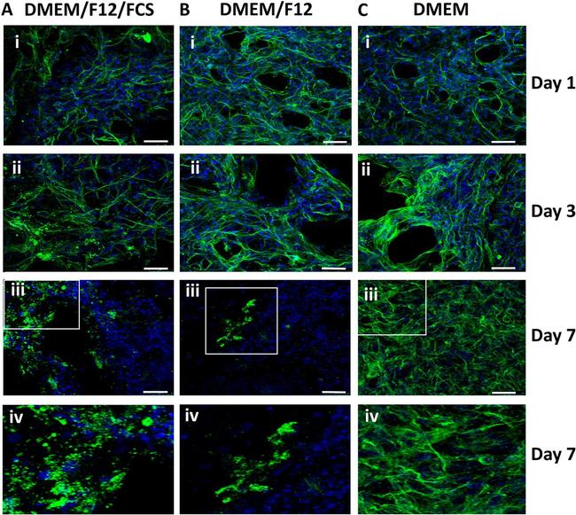 beta Tubulin Loading Control Antibody in Immunohistochemistry (IHC)