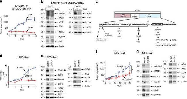 Synaptophysin Antibody in Western Blot (WB)