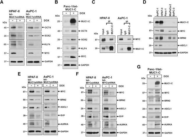 Synaptophysin Antibody in Western Blot (WB)