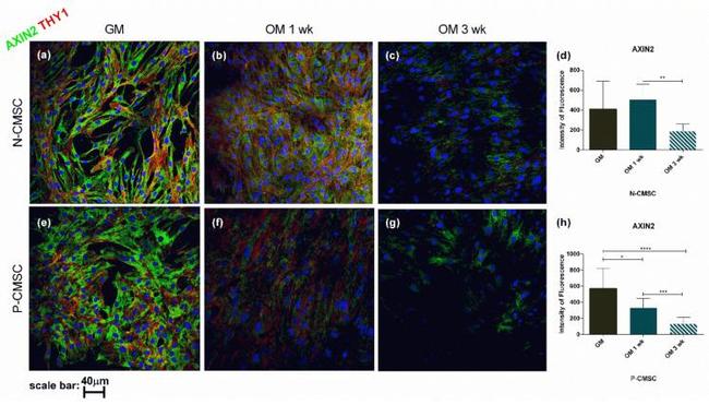 AXIN2 Antibody in Immunocytochemistry (ICC/IF)