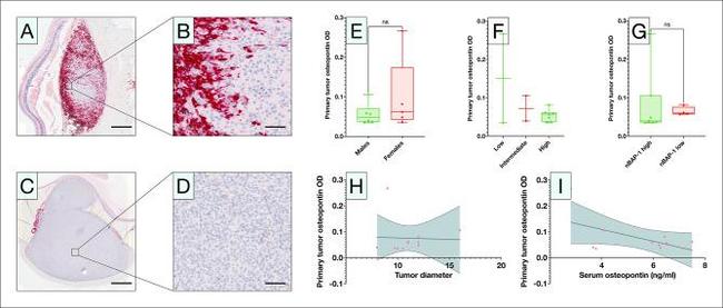 Osteopontin Antibody in Immunohistochemistry (IHC)