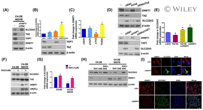 YAP1 Antibody in Western Blot (WB)