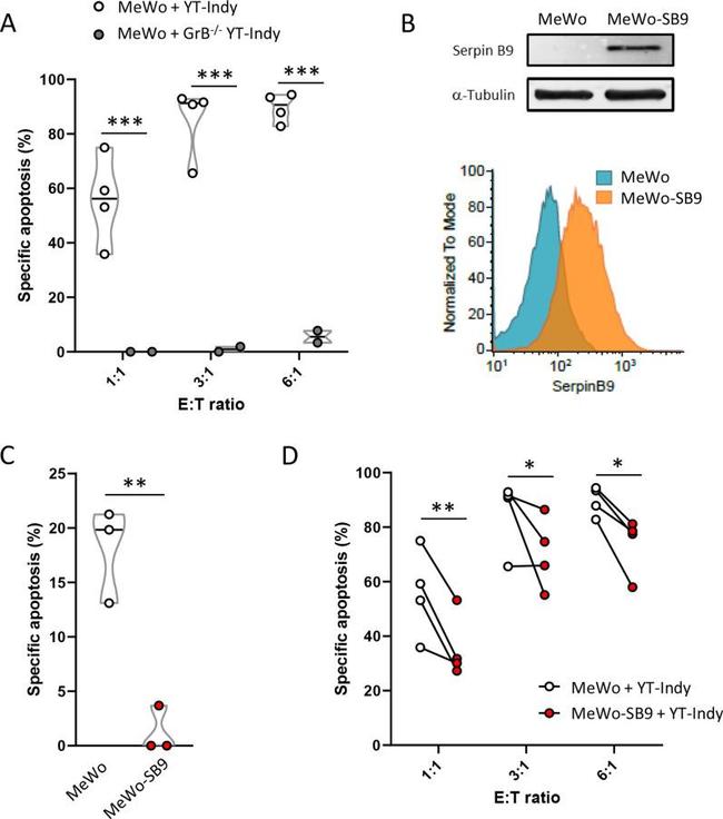 SERPINB9 Antibody in Western Blot (WB)