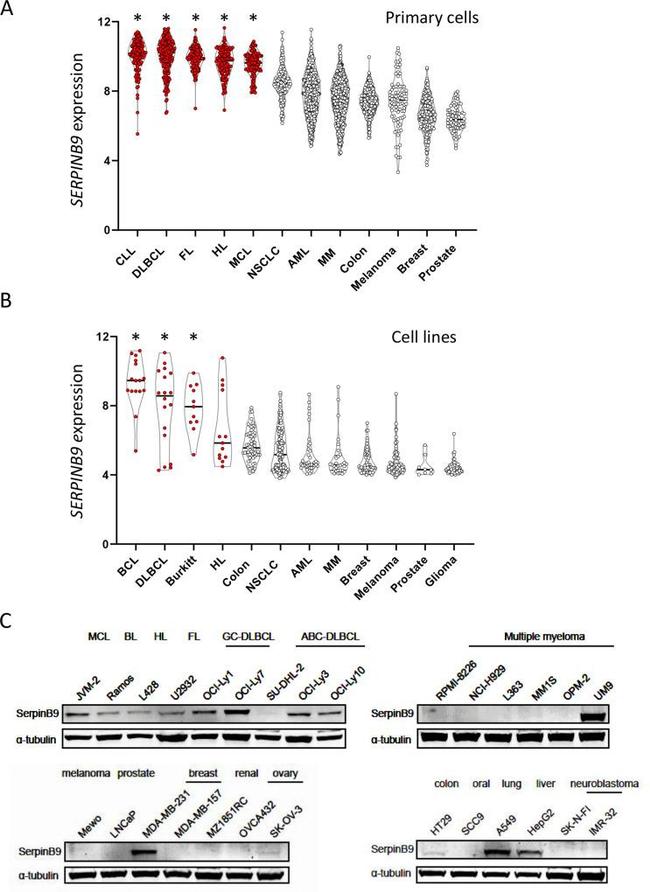 SERPINB9 Antibody in Western Blot (WB)