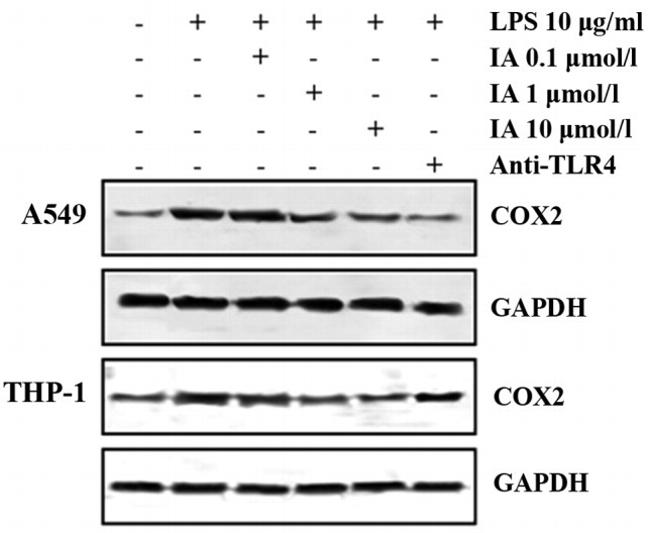 CD284 (TLR4) Antibody in Neutralization (Neu)