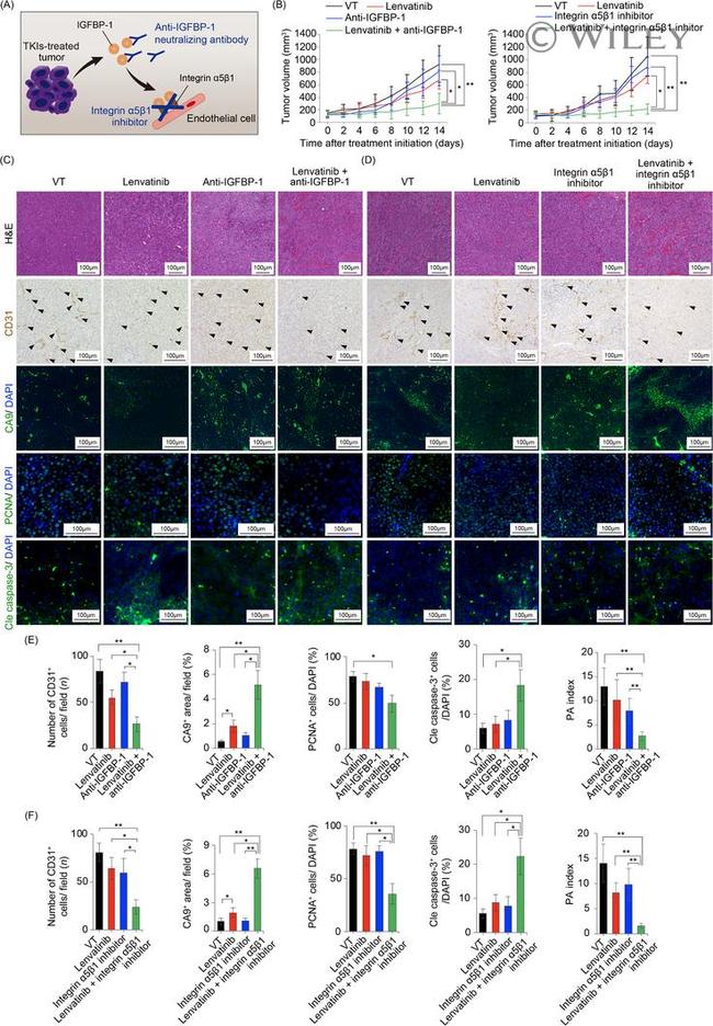 IGFBP-1 Antibody in Neutralization (Neu)