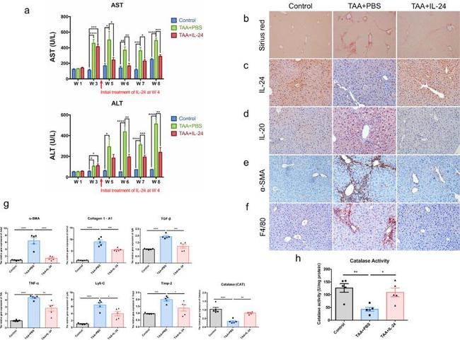 IL24 Antibody in Immunohistochemistry (Paraffin) (IHC (P))