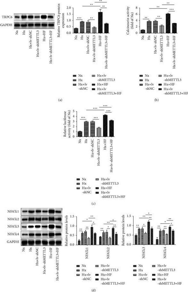 NFATC1 Antibody in Western Blot (WB)