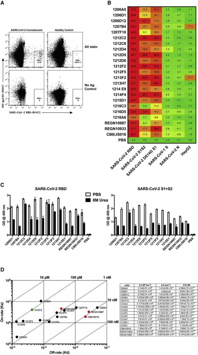 CD27 Antibody in Flow Cytometry (Flow)