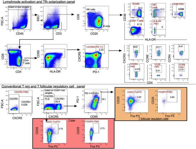 HLA-DR Antibody in Flow Cytometry (Flow)