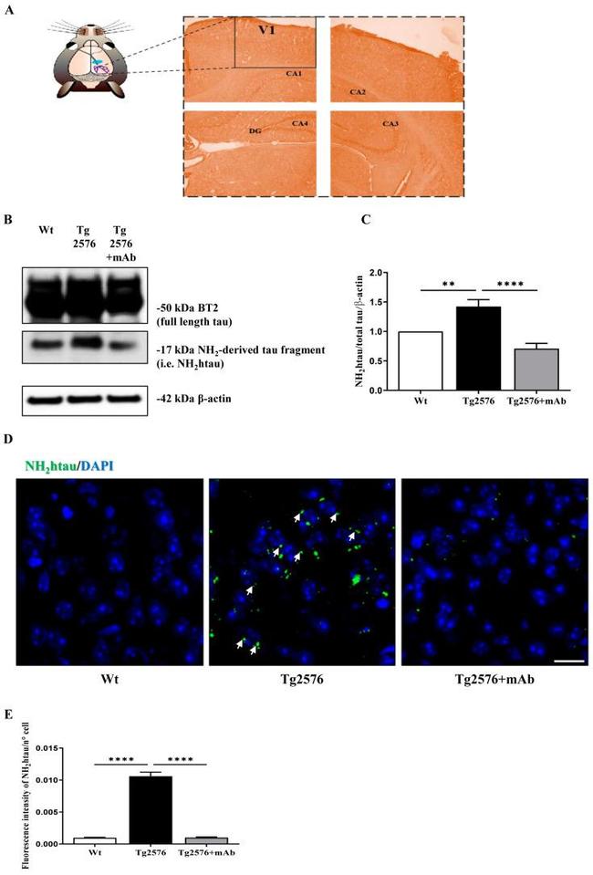 Tau Antibody in Western Blot (WB)