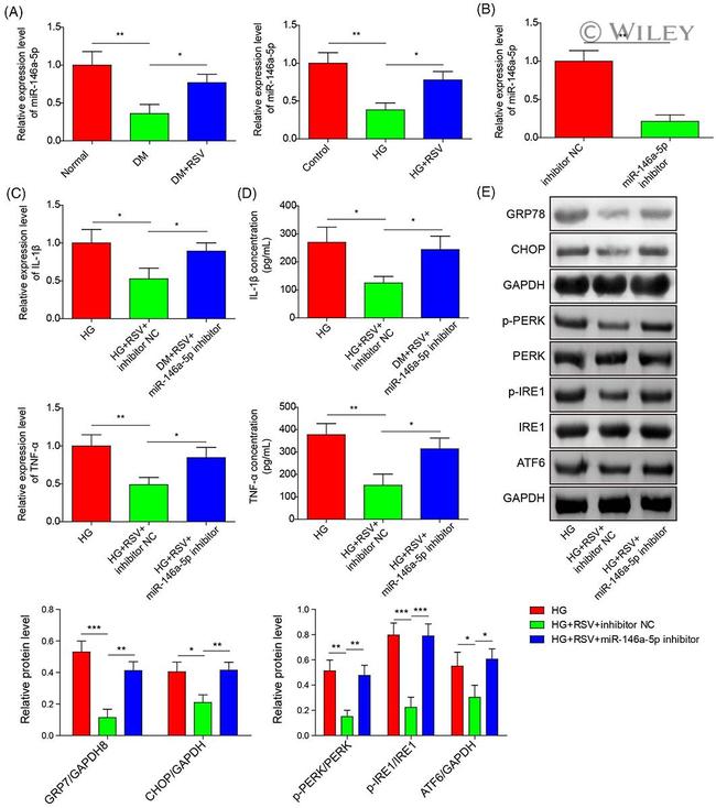 CHOP Antibody in Western Blot (WB)