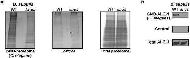 ALG1 Antibody in Western Blot (WB)