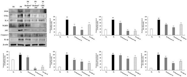 iNOS Antibody in Western Blot (WB)