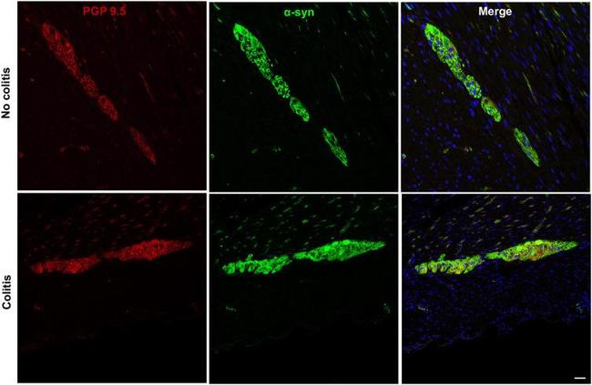 PGP9.5 Antibody in Immunohistochemistry (PFA fixed) (IHC (PFA))