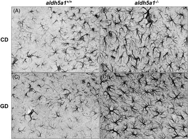 GFAP Antibody in Immunohistochemistry (IHC)